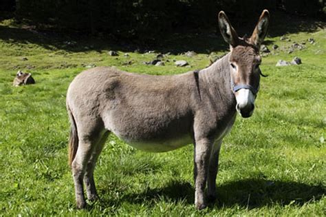 burro wiki|types of burros.